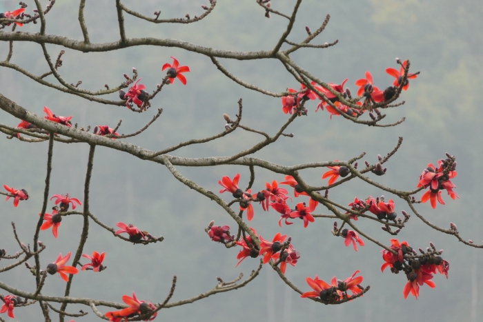 Bombax ceiba image