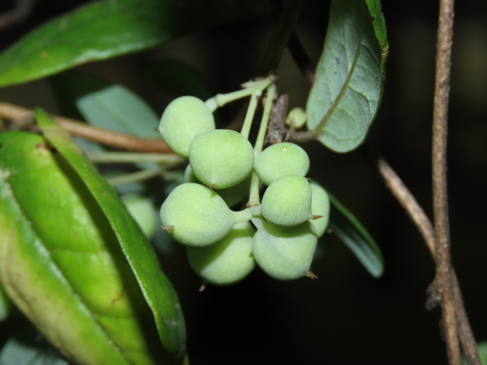 Boquila trifoliata image