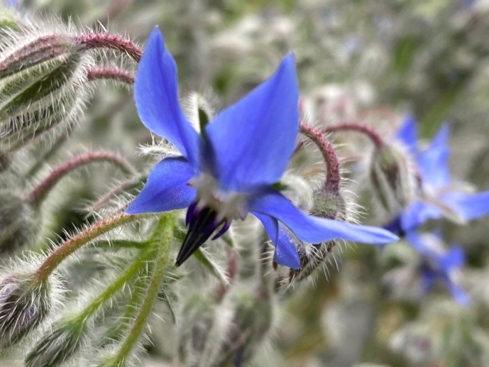 Borago officinalis image