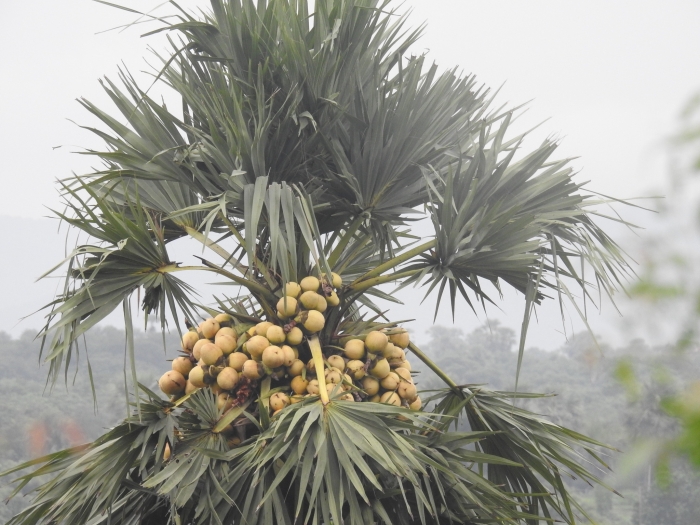 Borassus flabellifer image