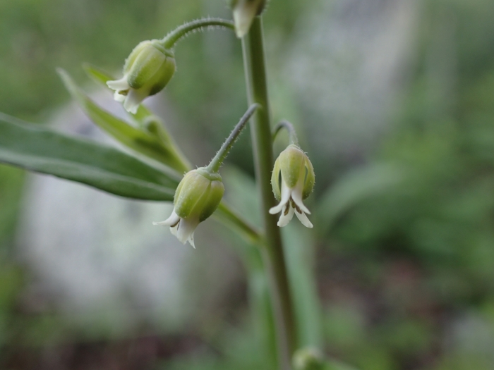 Borodinia canadensis image