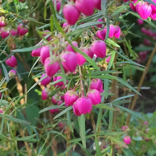 Boronia heterophylla image