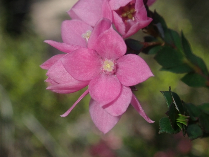 Boronia serrulata image