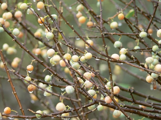 Boscia albitrunca image