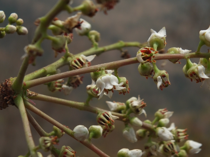 Boswellia serrata image