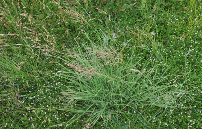 Bothriochloa bladhii image