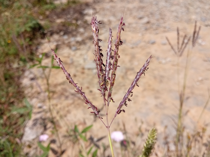 Bothriochloa ischaemum image