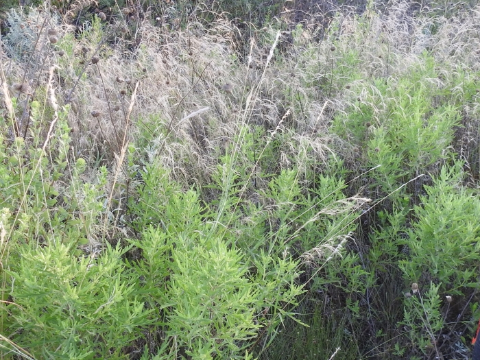 Bothriochloa laguroides image