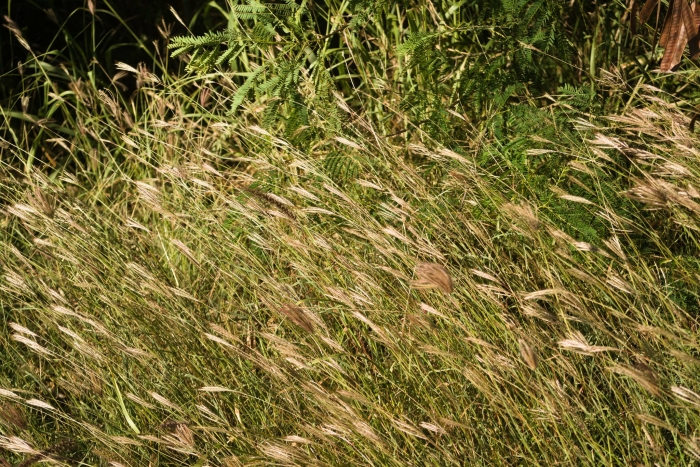 Bothriochloa pertusa image