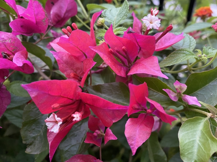 Bougainvillea ×buttiana image