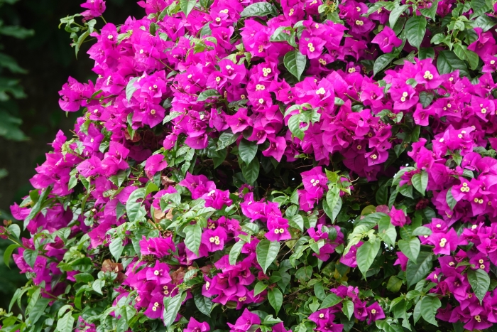 Bougainvillea glabra image