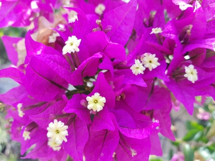 Bougainvillea spectabilis image