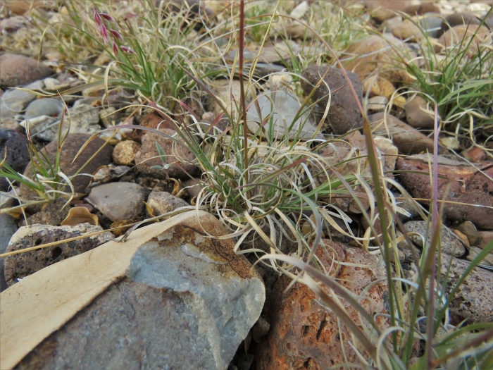 Bouteloua erecta image