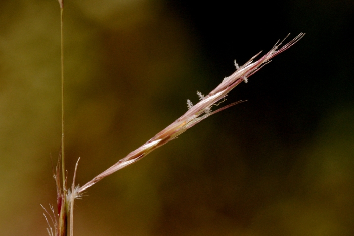 Bouteloua eriopoda image