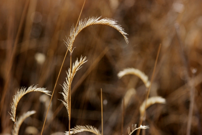 Bouteloua gracilis image