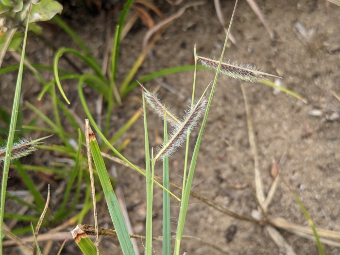 Bouteloua hirsuta image