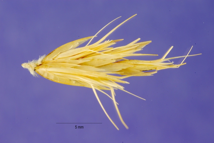 Bouteloua repens image