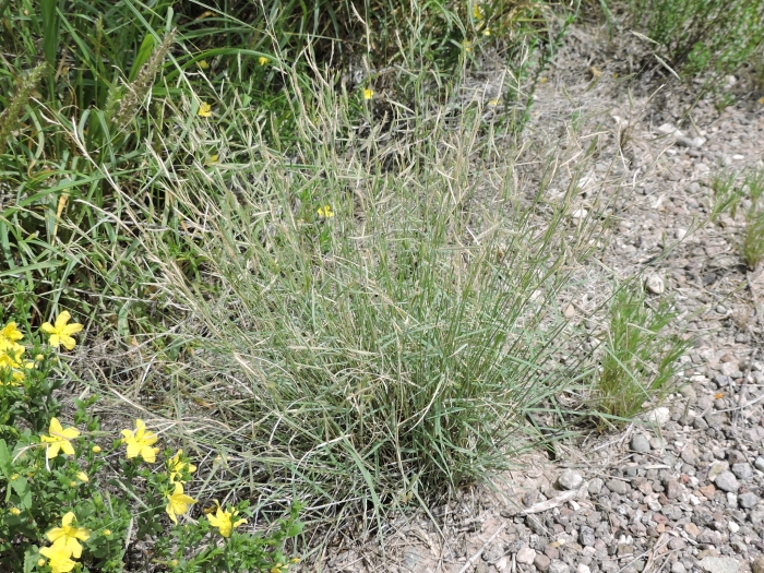 Bouteloua trifida image