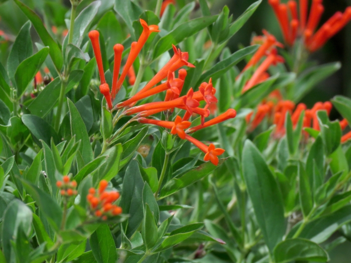 Bouvardia ternifolia image
