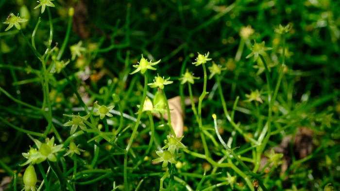 Bowiea volubilis image