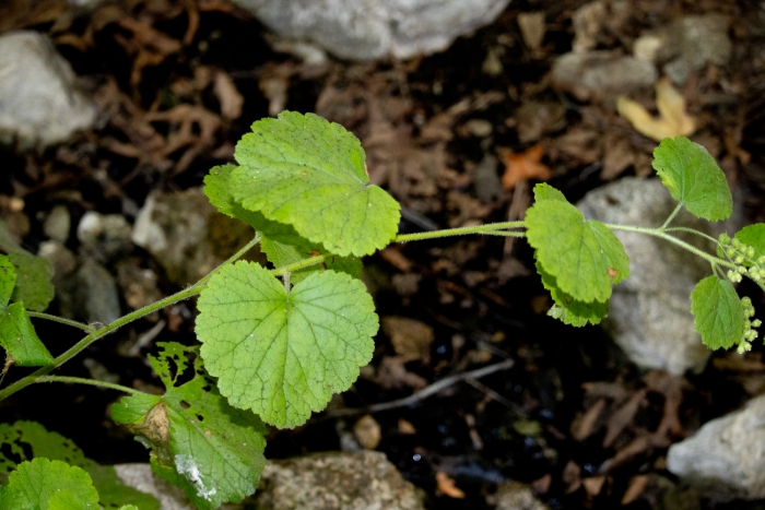 Boykinia rotundifolia image
