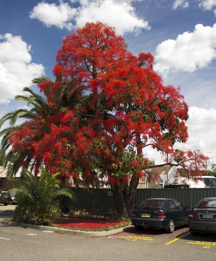 Brachychiton acerifolius image