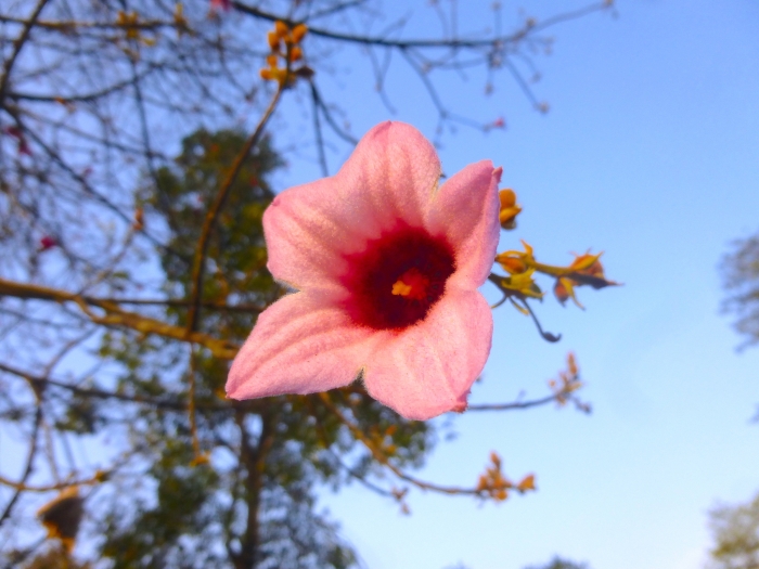 Brachychiton discolor image