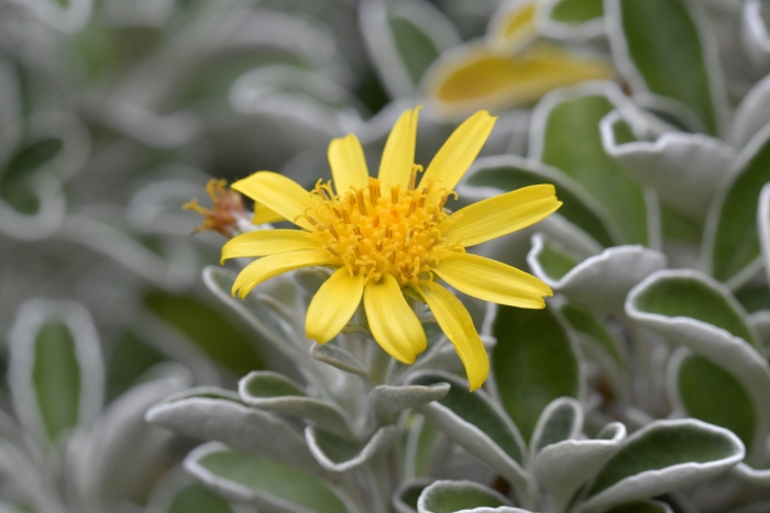 Brachyglottis compacta image