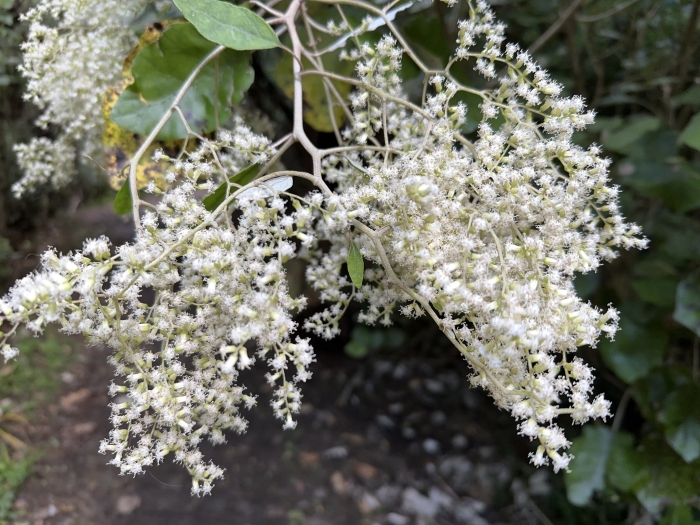 Brachyglottis repanda image