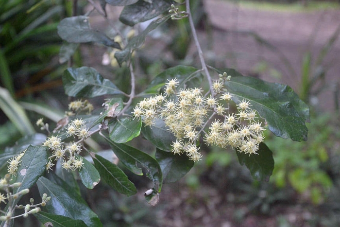 Brachylaena discolor image