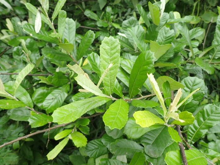 Brachylaena elliptica image