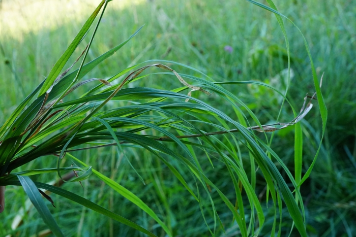 Brachypodium pinnatum image