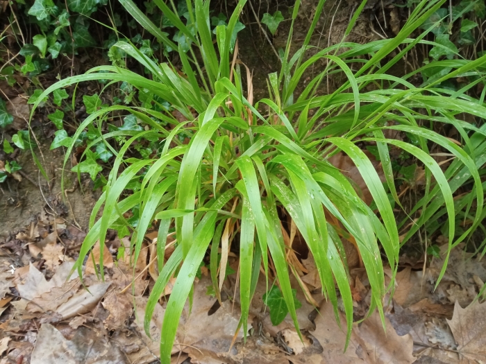 Brachypodium sylvaticum image