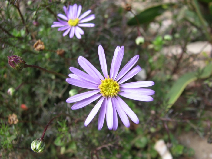 Brachyscome multifida image