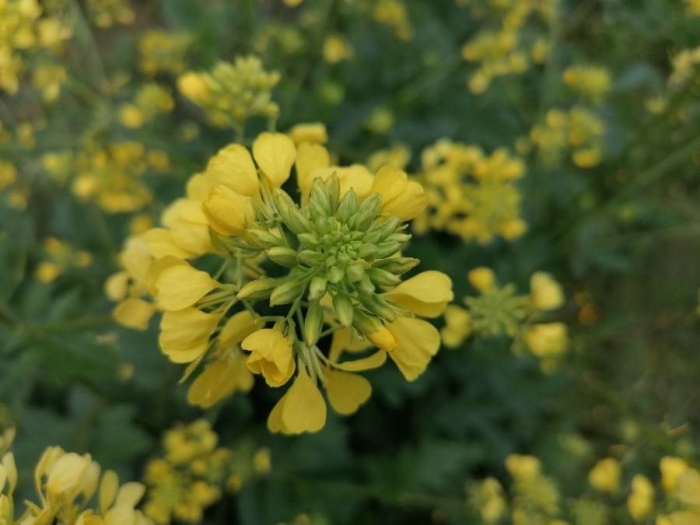 Brassica napus image