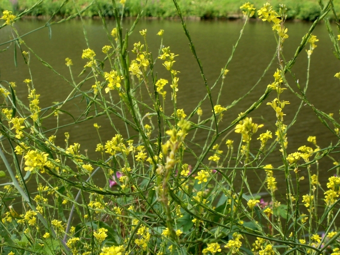 Brassica nigra image