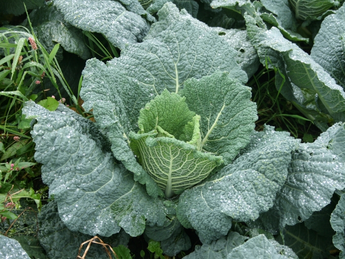 Brassica oleracea image