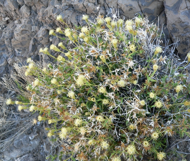 Brickellia atractyloides image