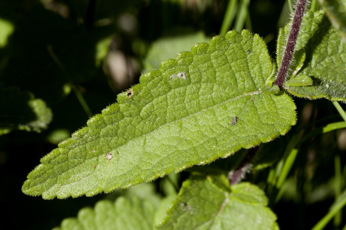 Brickellia betonicifolia image