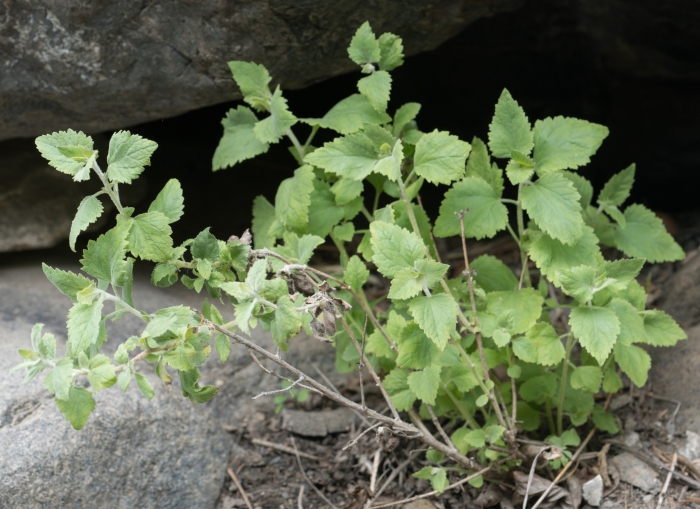 Brickellia californica image