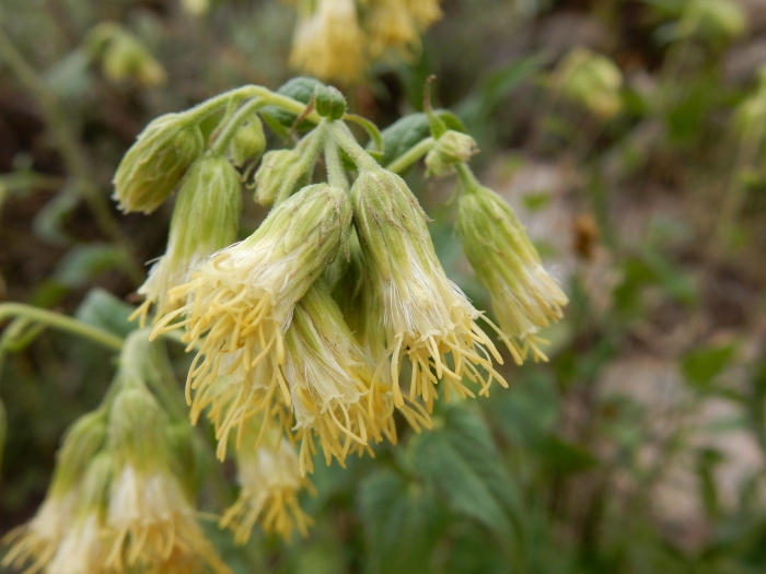 Brickellia grandiflora image