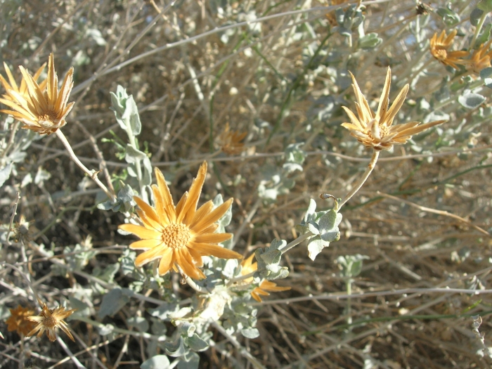 Brickellia incana image