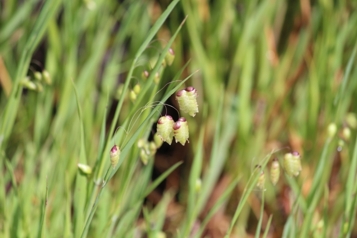 Briza maxima image