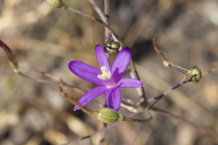 Brodiaea californica image
