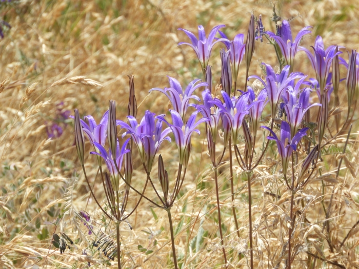 Brodiaea elegans image