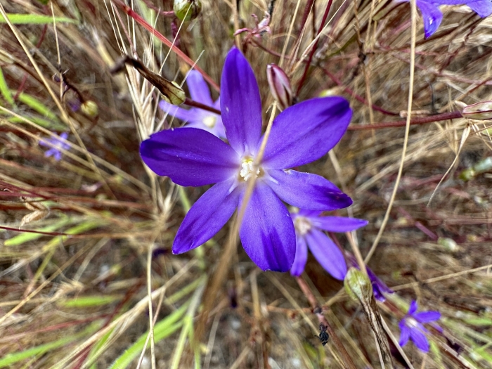 Brodiaea filifolia image