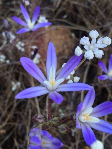 Brodiaea minor image