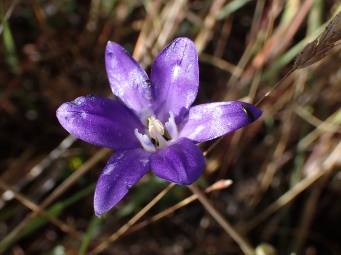 Brodiaea terrestris image