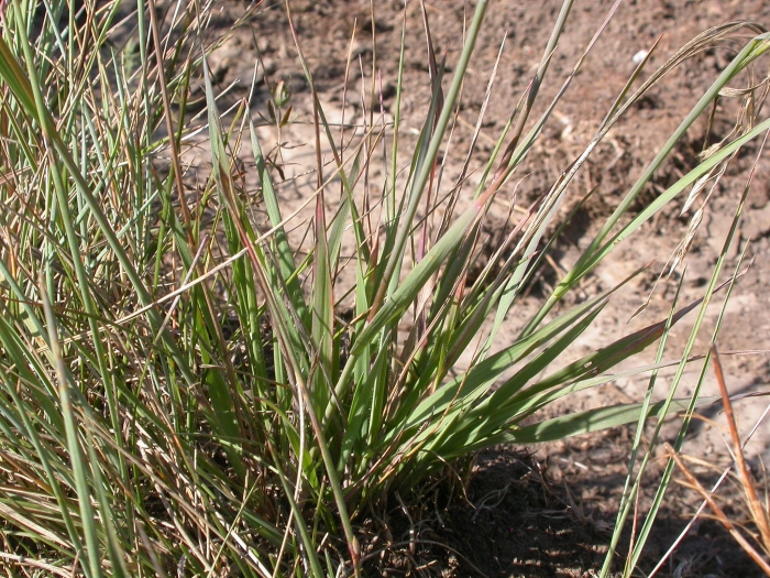 Bromus anomalus image