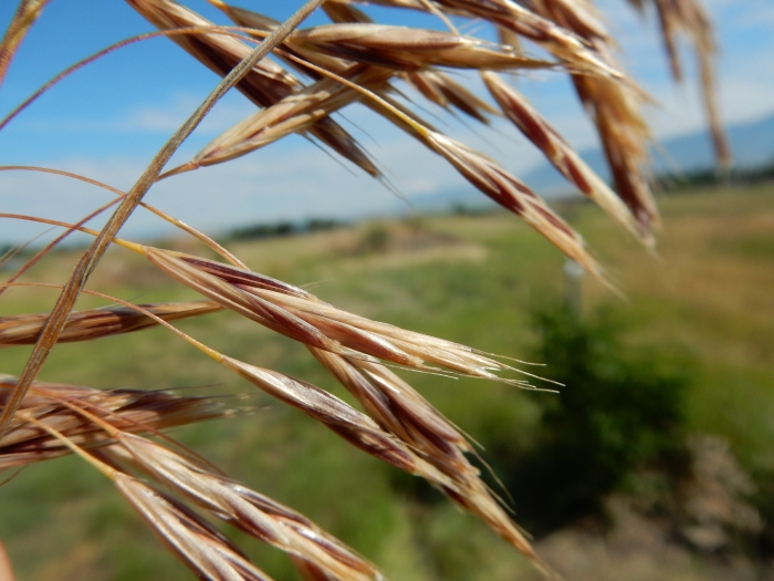 Bromus biebersteinii image